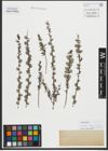 Foto von Salix repens subsp. rosmarinifolia (L.) Andersson